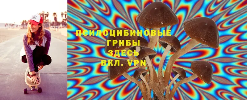 наркошоп  Тосно  Галлюциногенные грибы Cubensis 